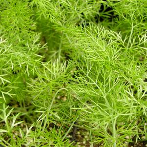 Fennel 