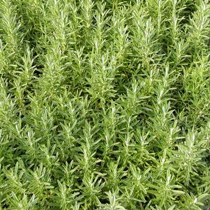 Rosemary Goriza 