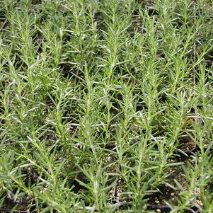 Rosemary Huntington's Carpet 