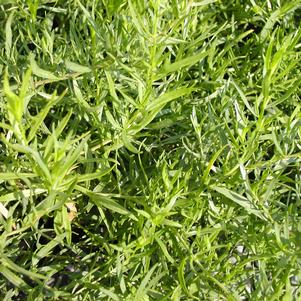 Tarragon French 