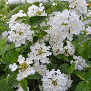 Lantana Trailing White 