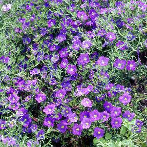 Nierembergia Purple Robe 