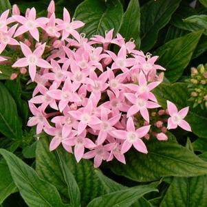 Penta New Look Pink 