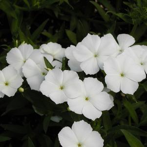 Phlox Intensia White 