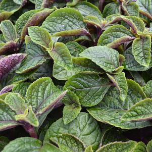 Plectranthus Nico 