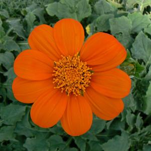 Tithonia Fiesta Del Sol 