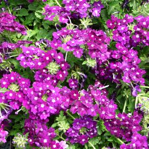 Verbena Tapien Blue Violet 