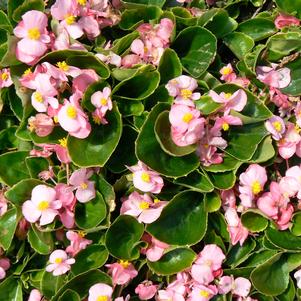 Begonia Amb Pink 