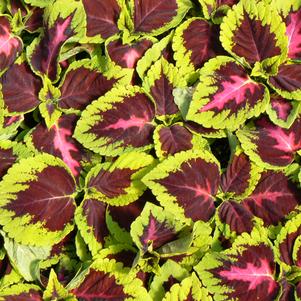 Coleus Kong Rose 