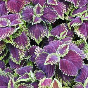 Coleus Kong Scarlet 