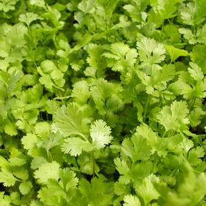 Cilantro 