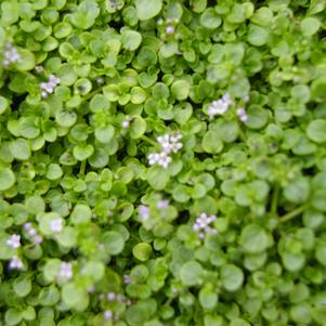 Mint Corsican 