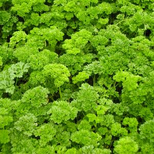 Parsley Krausa 