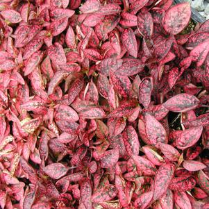 Hypoestes Red 
