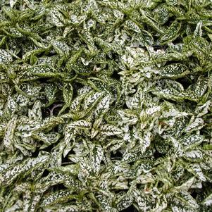 Hypoestes White 