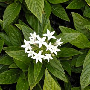 Penta New Look White 