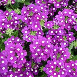 Verbena Aztec Violet 