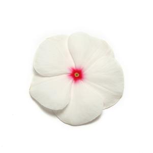Vinca Pacifica Polka Dot 