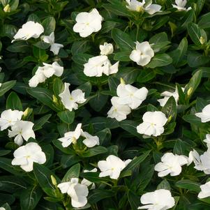 Vinca Pacifica White 