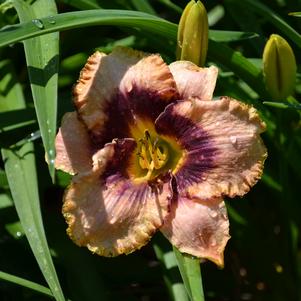 Hemerocallis Mardi Gras Parade