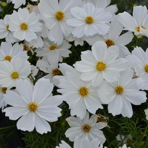 Cosmos Sonata White 