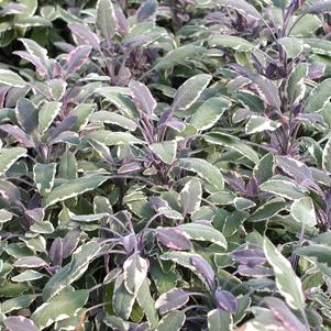 Sage Tricolor 