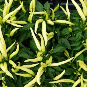 Ornamental Pepper Medusa 