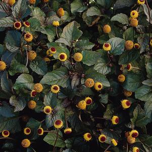 Spilanthes Peek-a-boo 