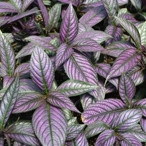 Strobilanthes 