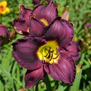 Hemerocallis Bela Lugosi