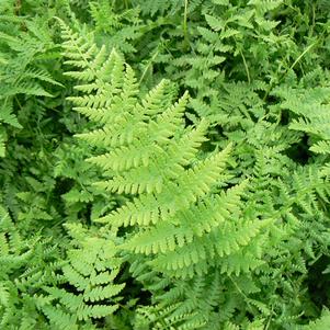Athyrium felix-femina