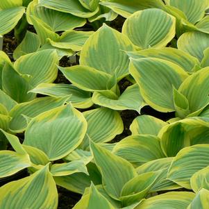 Hosta Earth Angel