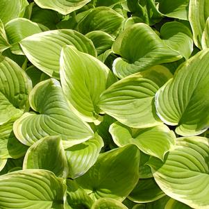 Hosta Fragrant Bouquet