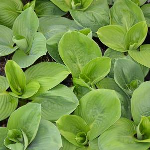 Hosta Millenium