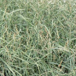Panicum Heavy Metal