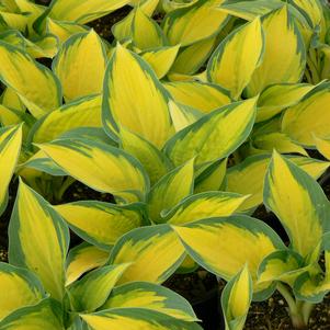 Hosta Orange Marmalade