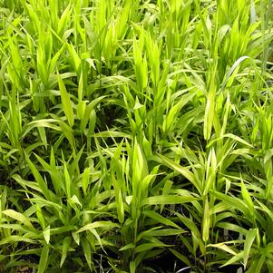 Chasmanthium 