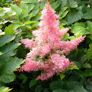 Astilbe Rhythm n Blues
