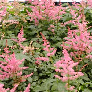 Astilbe Jump n Jive