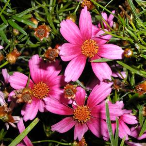 Coreopsis rosea Heavens Gate