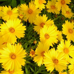 Coreopsis Sunny Day