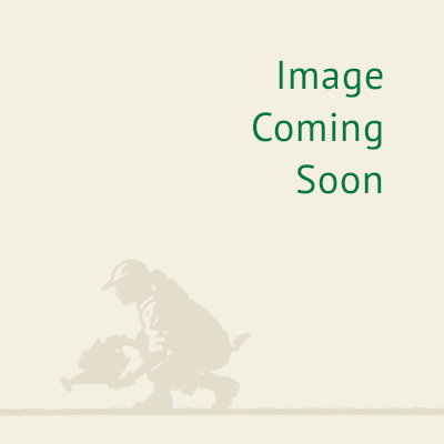 Acanthus mollis 