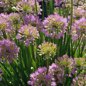 Allium x 'Millenium'