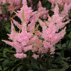 Astilbe chinensis 'Verssalmon'