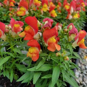 Antirrhinum majus 'PAS1192830'