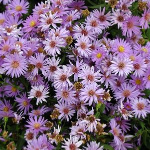 Aster novi-belgii 'Wood's Purple'