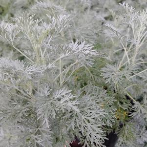 Artemisia x 'Powis Castle'