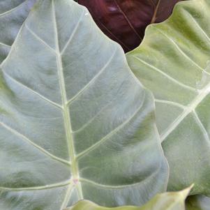 Alocasia x 'Mayan Mask'