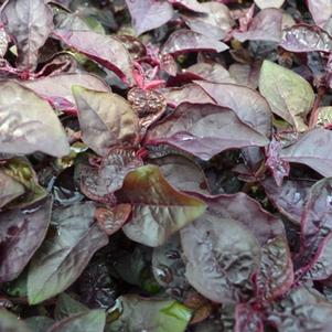 Alternanthera dentata 'Little Ruby'