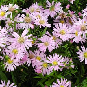 Aster novi-belgii 'Wood's Pink'